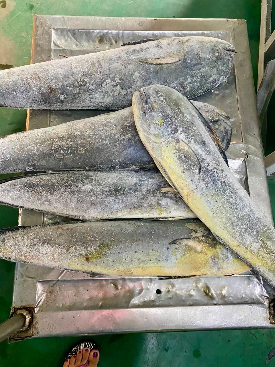 Frozen whole mahi-mahi on a processing table