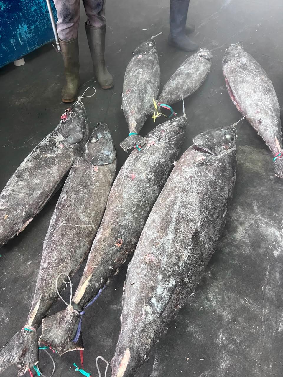 Oilfish gindara product