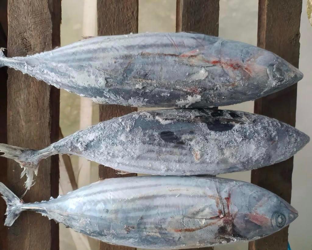 Skipjack product