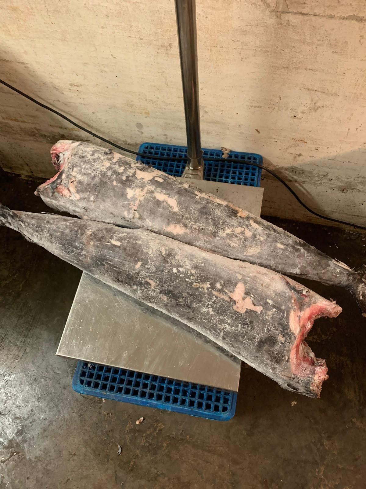 Frozen unprocessed swordfish (meka)