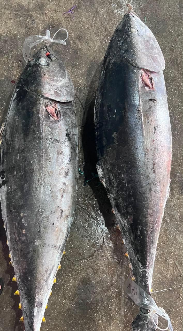 Whole tuna product